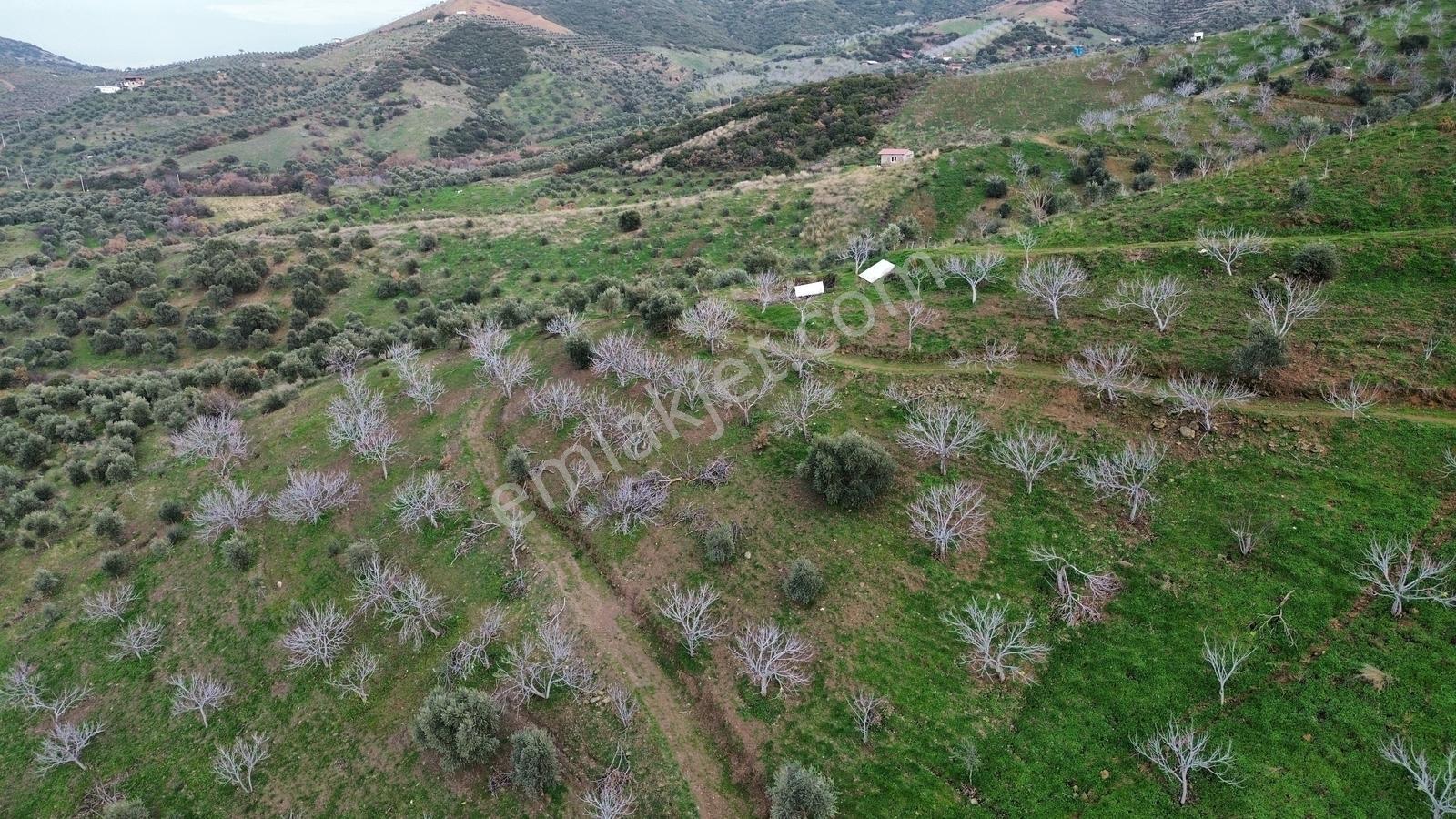 İzmir Tire Sb Emlak'tan Peşrefli Mah. Yatırımlık İncirlik — fotoğraf 7