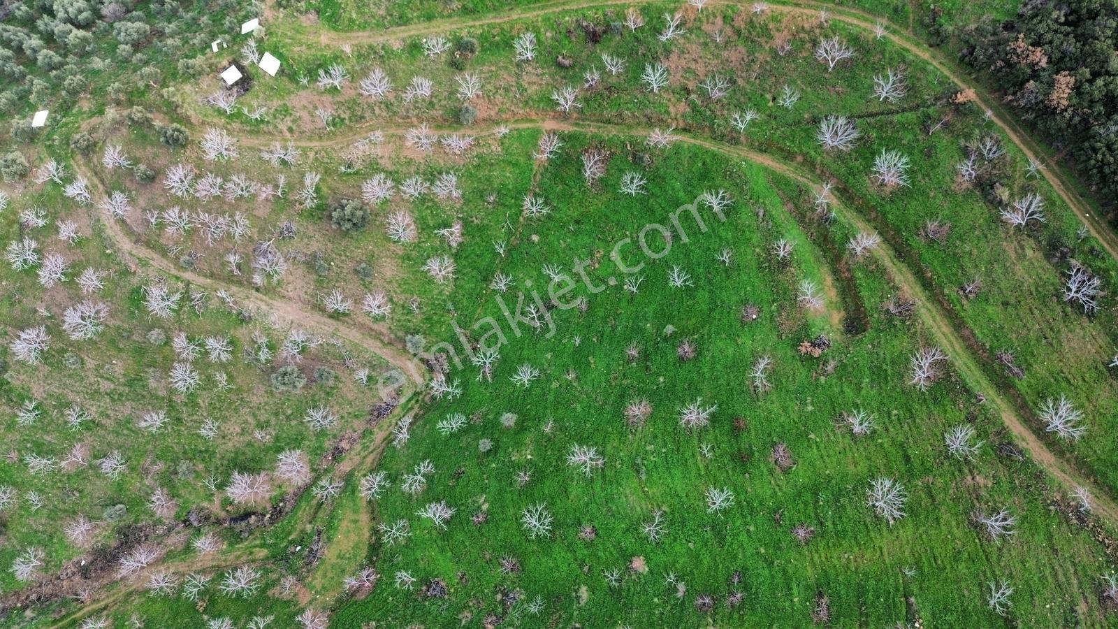 İzmir Tire Sb Emlak'tan Peşrefli Mah. Yatırımlık İncirlik — fotoğraf 10