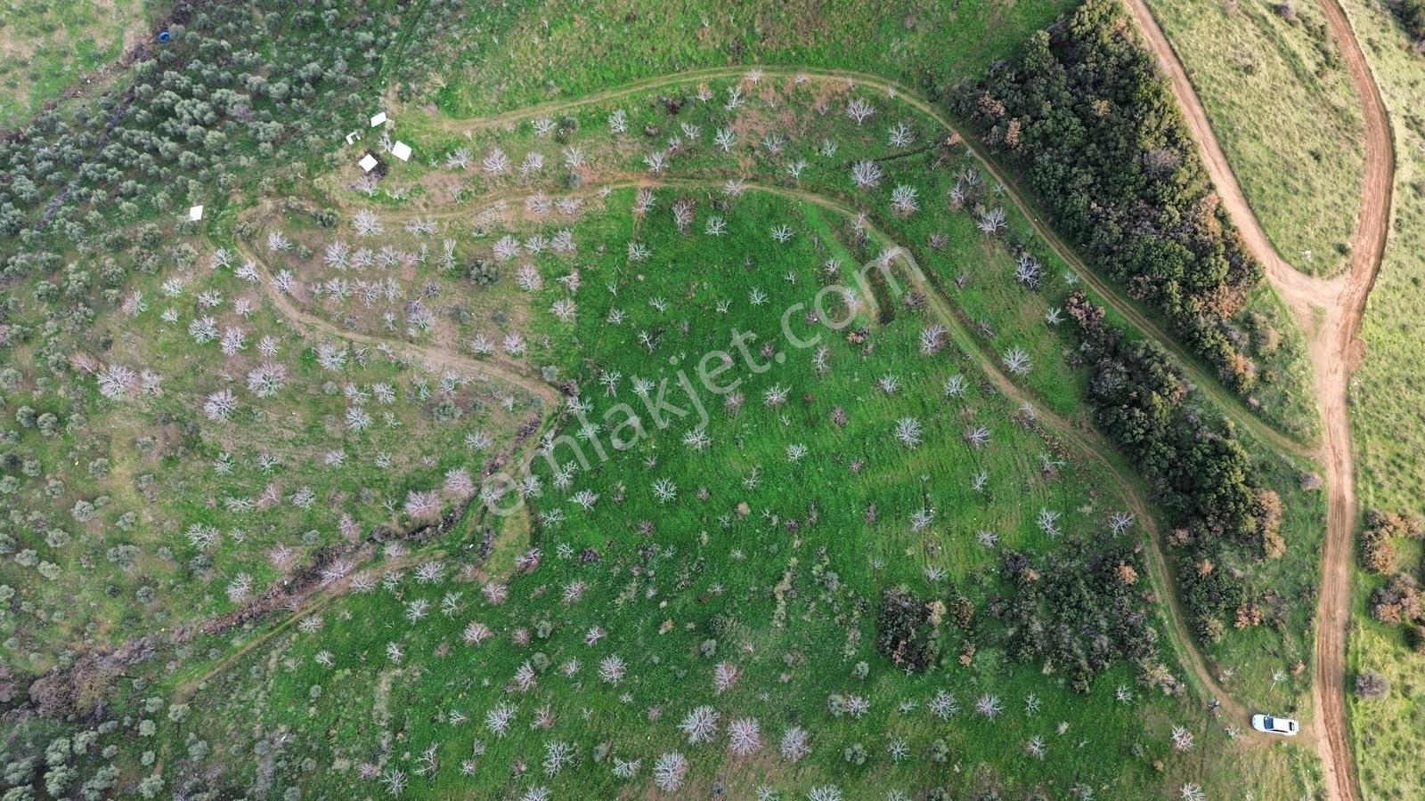 İzmir Tire Sb Emlak'tan Peşrefli Mah. Yatırımlık İncirlik — fotoğraf 13