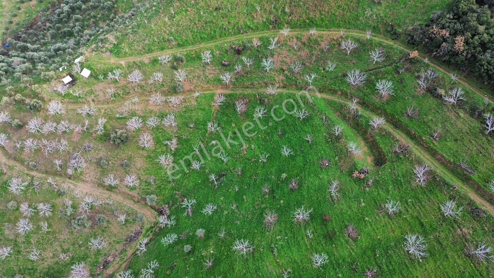 İzmir Tire Sb Emlak'tan Peşrefli Mah. Yatırımlık İncirlik — fotoğraf 14