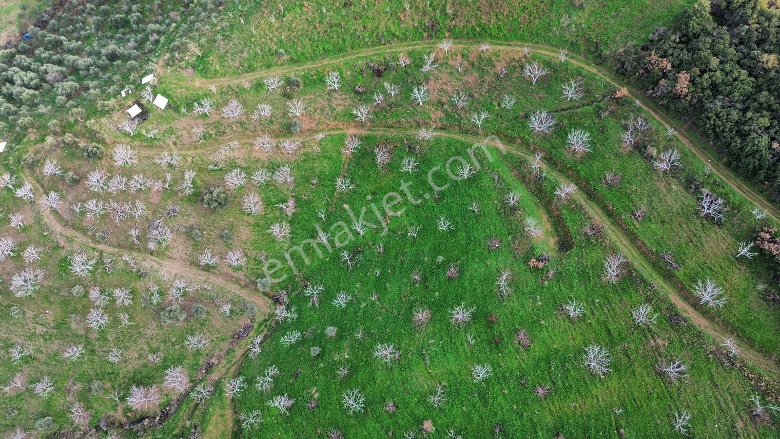 İzmir Tire Sb Emlak'tan Peşrefli Mah. Yatırımlık İncirlik — fotoğraf 15
