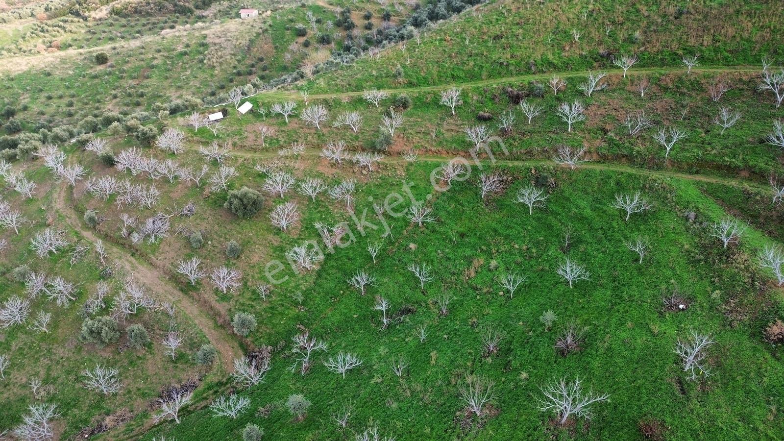 İzmir Tire Sb Emlak'tan Peşrefli Mah. Yatırımlık İncirlik — fotoğraf 16