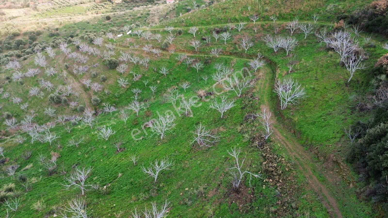 İzmir Tire Sb Emlak'tan Peşrefli Mah. Yatırımlık İncirlik — fotoğraf 17