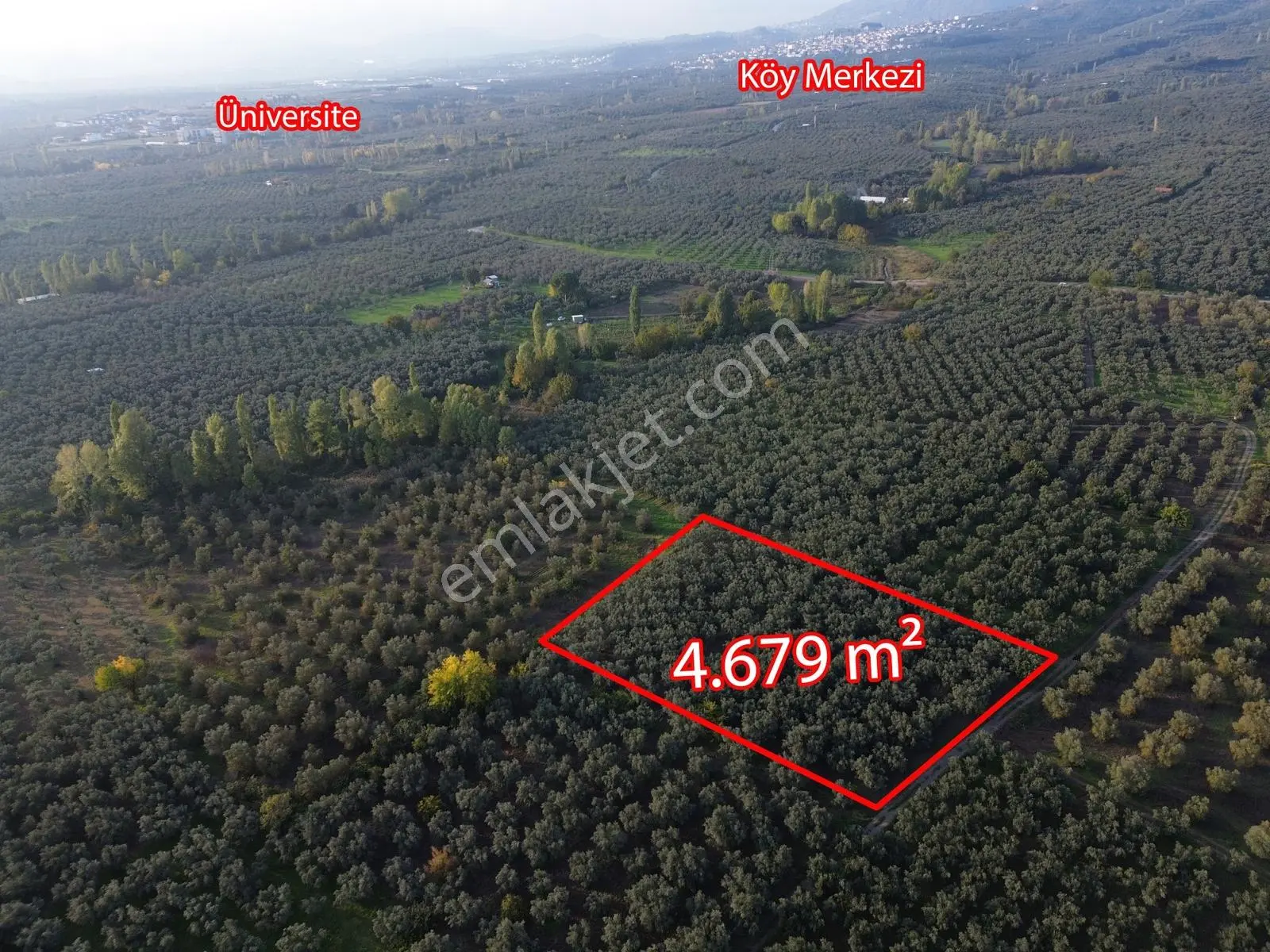 Limax'Tan Yeniköy'De Acil Satılık 4.679M² Zeytinlik