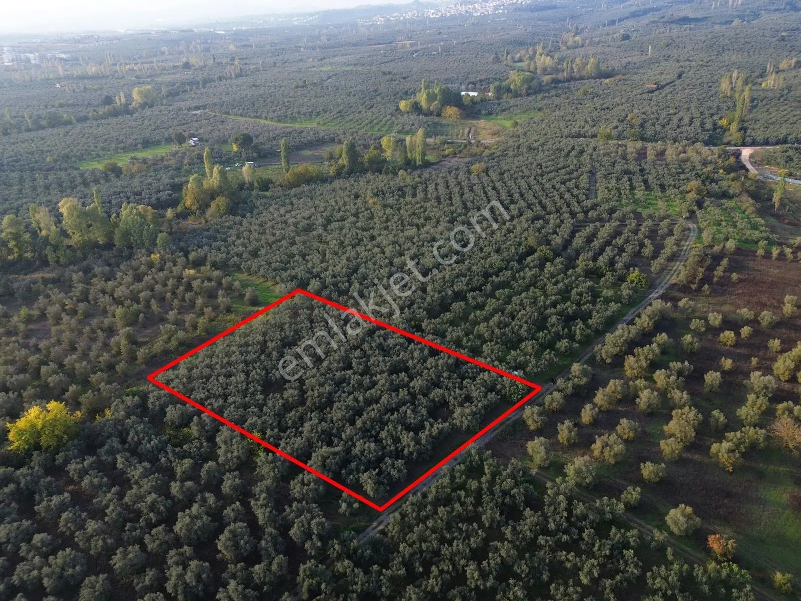 Limax'tan Yeniköy'de Acil Satılık 4.679m² Zeytinlik — fotoğraf 2