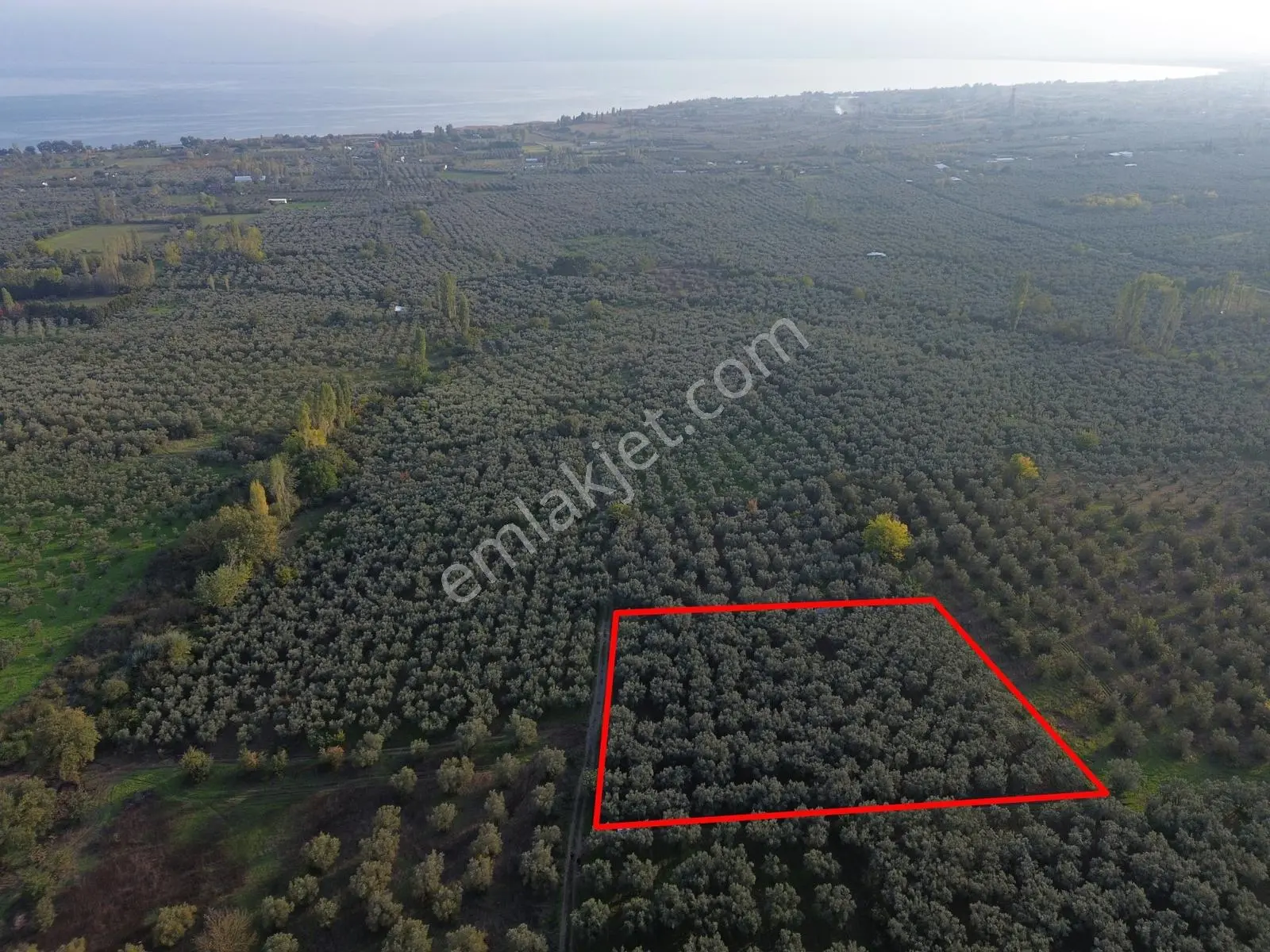 Limax'tan Yeniköy'de Acil Satılık 4.679m² Zeytinlik — fotoğraf 3
