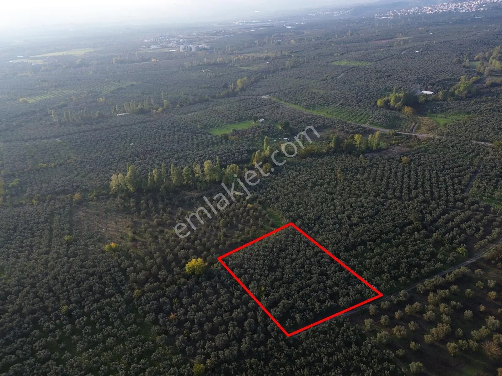 Limax'tan Yeniköy'de Acil Satılık 4.679m² Zeytinlik — fotoğraf 4