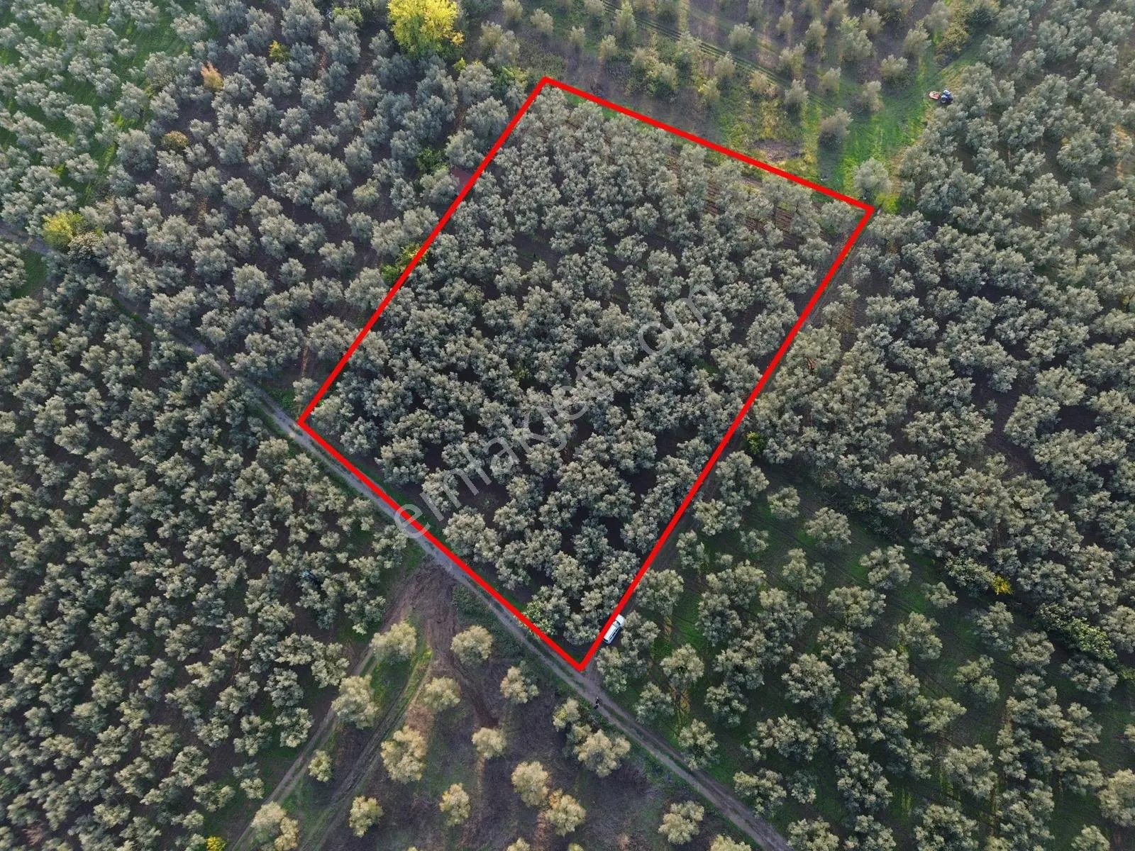 Limax'tan Yeniköy'de Acil Satılık 4.679m² Zeytinlik — fotoğraf 5