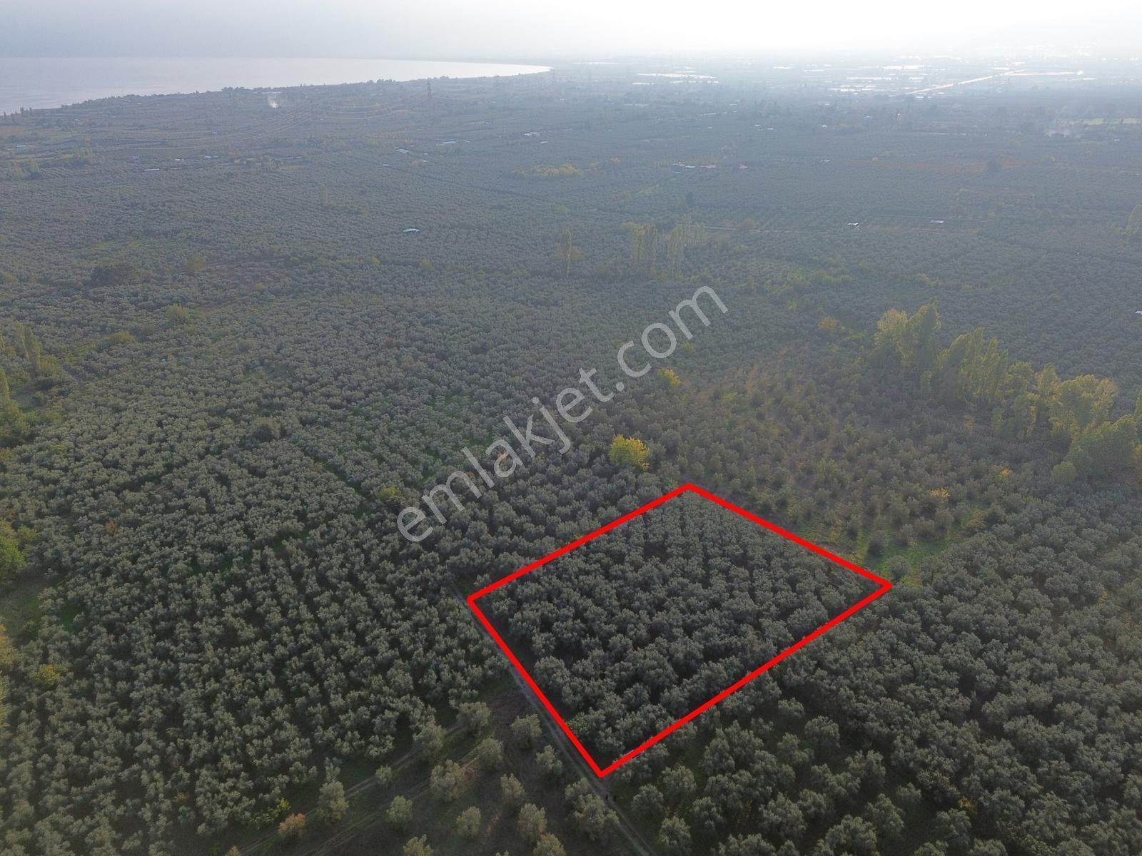 Limax'tan Yeniköy'de Acil Satılık 4.679m² Zeytinlik — fotoğraf 6