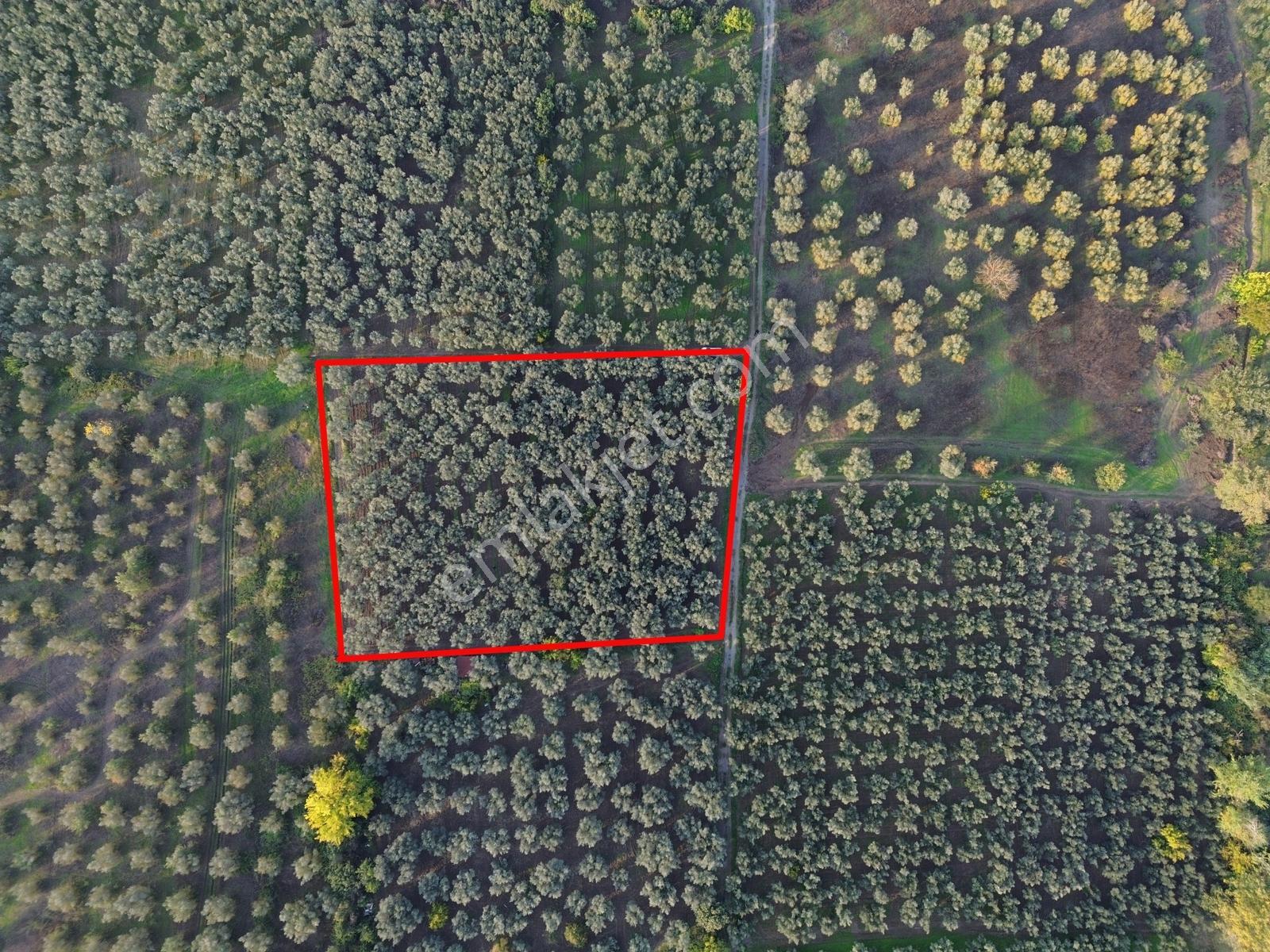 Limax'tan Yeniköy'de Acil Satılık 4.679m² Zeytinlik — fotoğraf 7