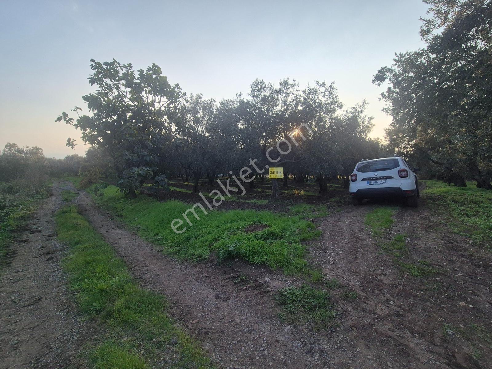 Limax'tan Yeniköy'de Acil Satılık 4.679m² Zeytinlik — fotoğraf 8