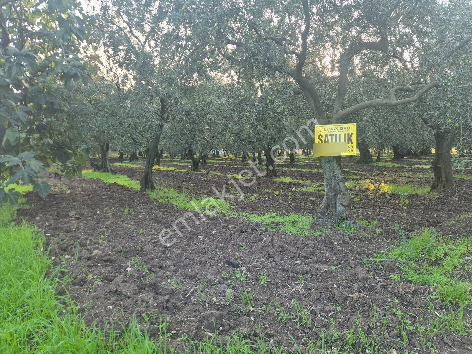 Limax'tan Yeniköy'de Acil Satılık 4.679m² Zeytinlik — fotoğraf 9