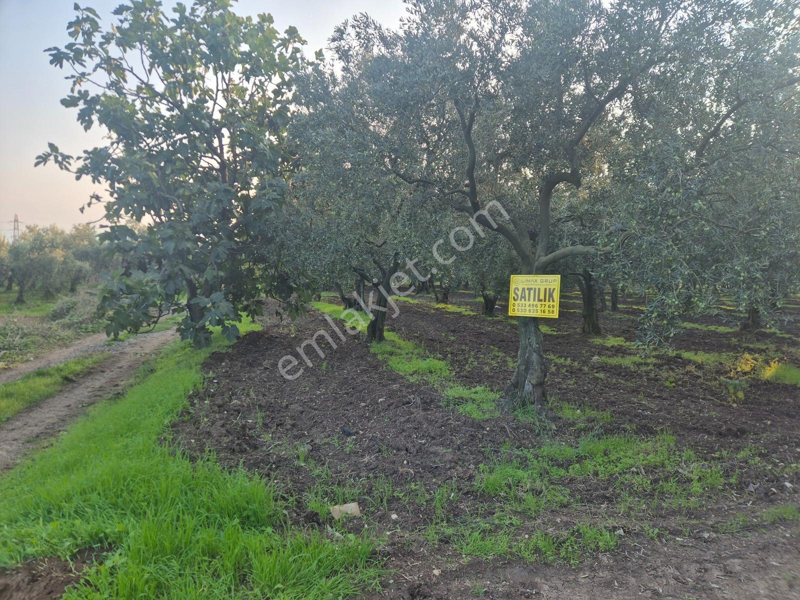 Limax'tan Yeniköy'de Acil Satılık 4.679m² Zeytinlik — fotoğraf 10