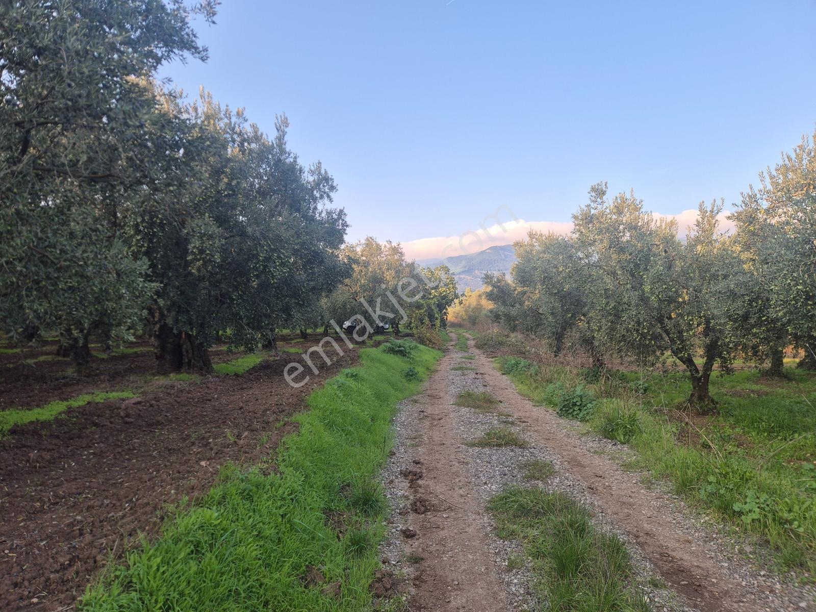 Limax'tan Yeniköy'de Acil Satılık 4.679m² Zeytinlik — fotoğraf 11
