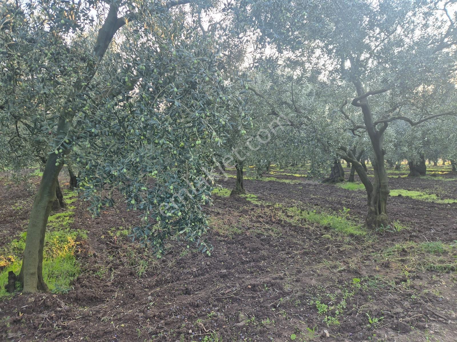 Limax'tan Yeniköy'de Acil Satılık 4.679m² Zeytinlik — fotoğraf 12