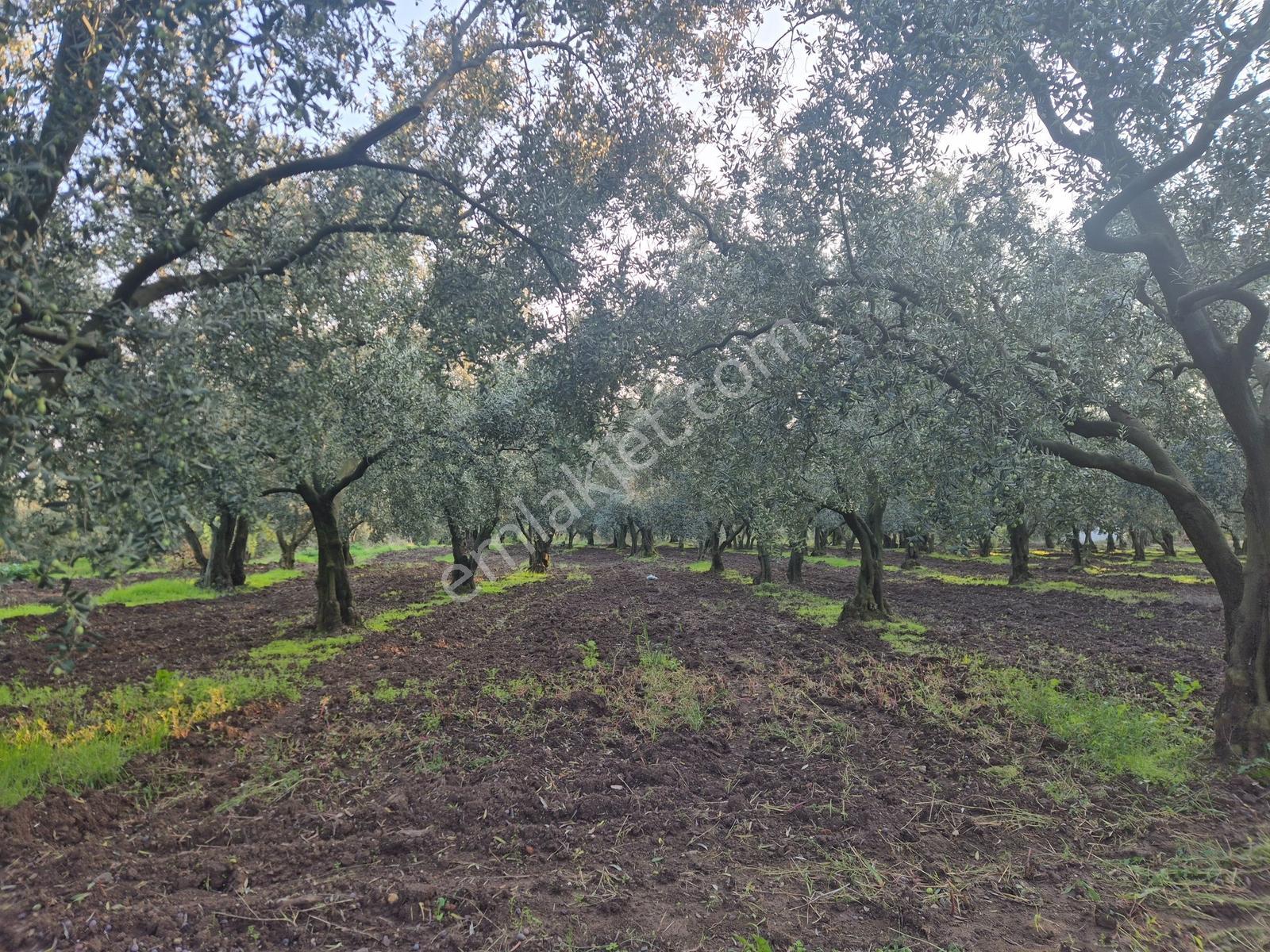 Limax'tan Yeniköy'de Acil Satılık 4.679m² Zeytinlik — fotoğraf 13