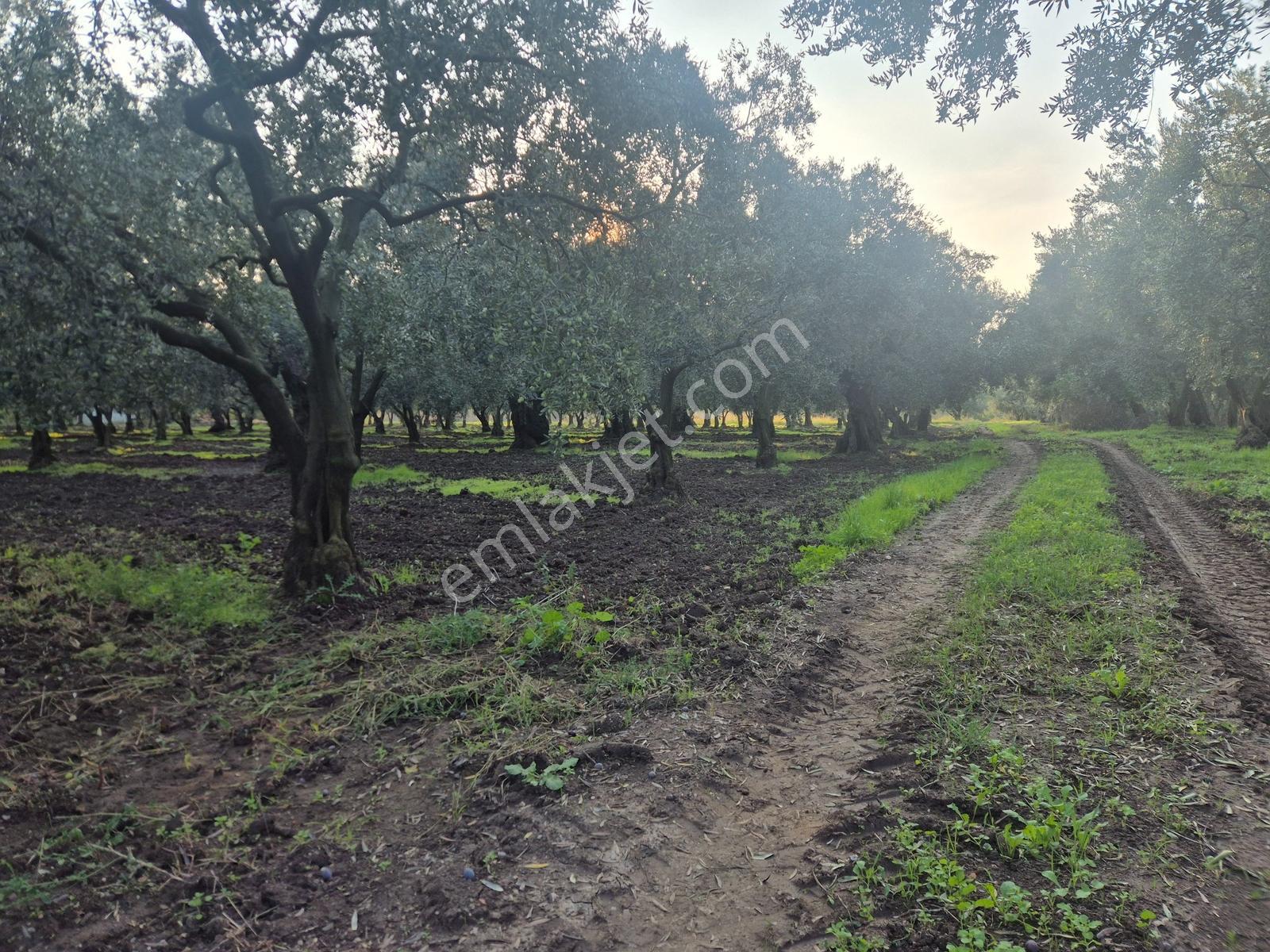 Limax'tan Yeniköy'de Acil Satılık 4.679m² Zeytinlik — fotoğraf 14