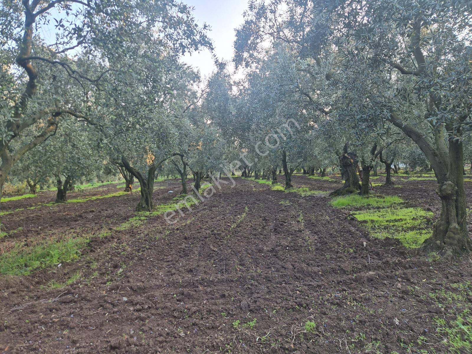 Limax'tan Yeniköy'de Acil Satılık 4.679m² Zeytinlik — fotoğraf 15