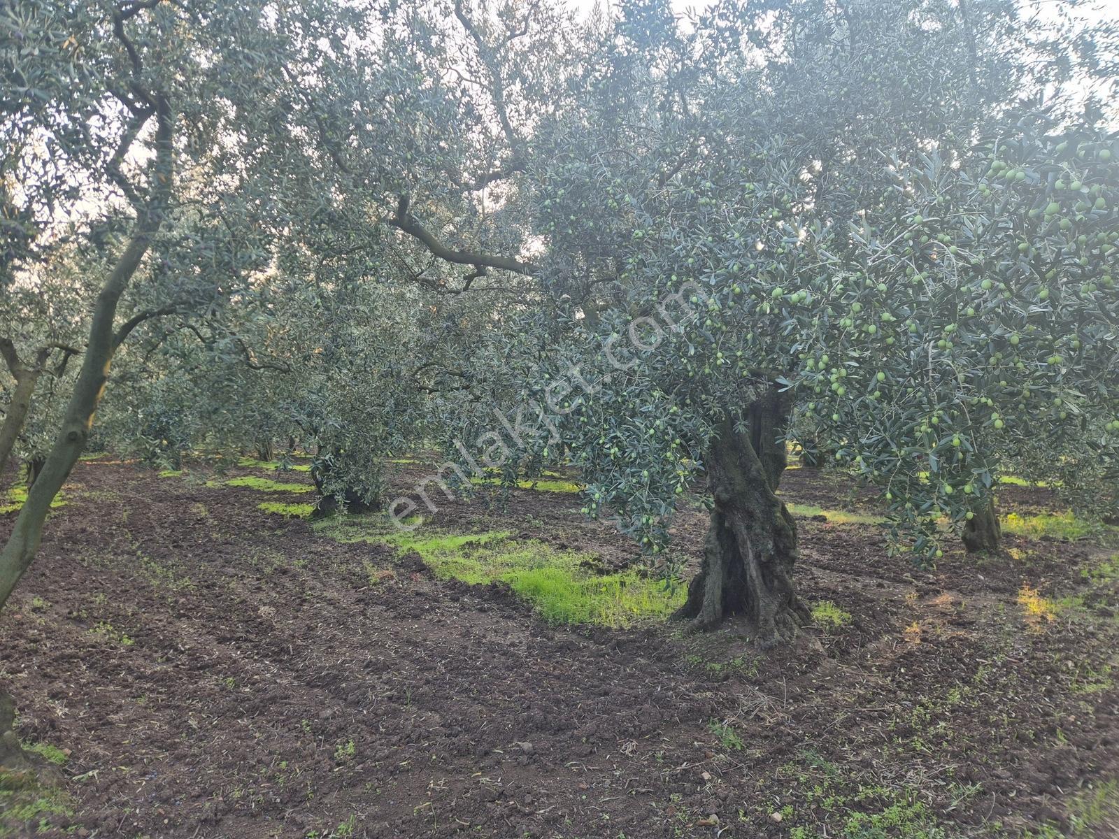 Limax'tan Yeniköy'de Acil Satılık 4.679m² Zeytinlik — fotoğraf 16