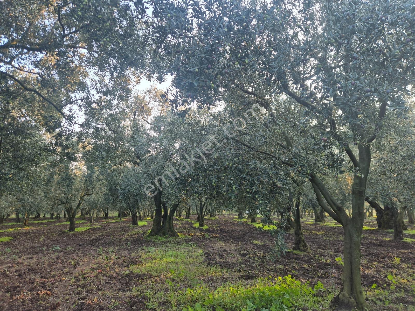 Limax'tan Yeniköy'de Acil Satılık 4.679m² Zeytinlik — fotoğraf 17