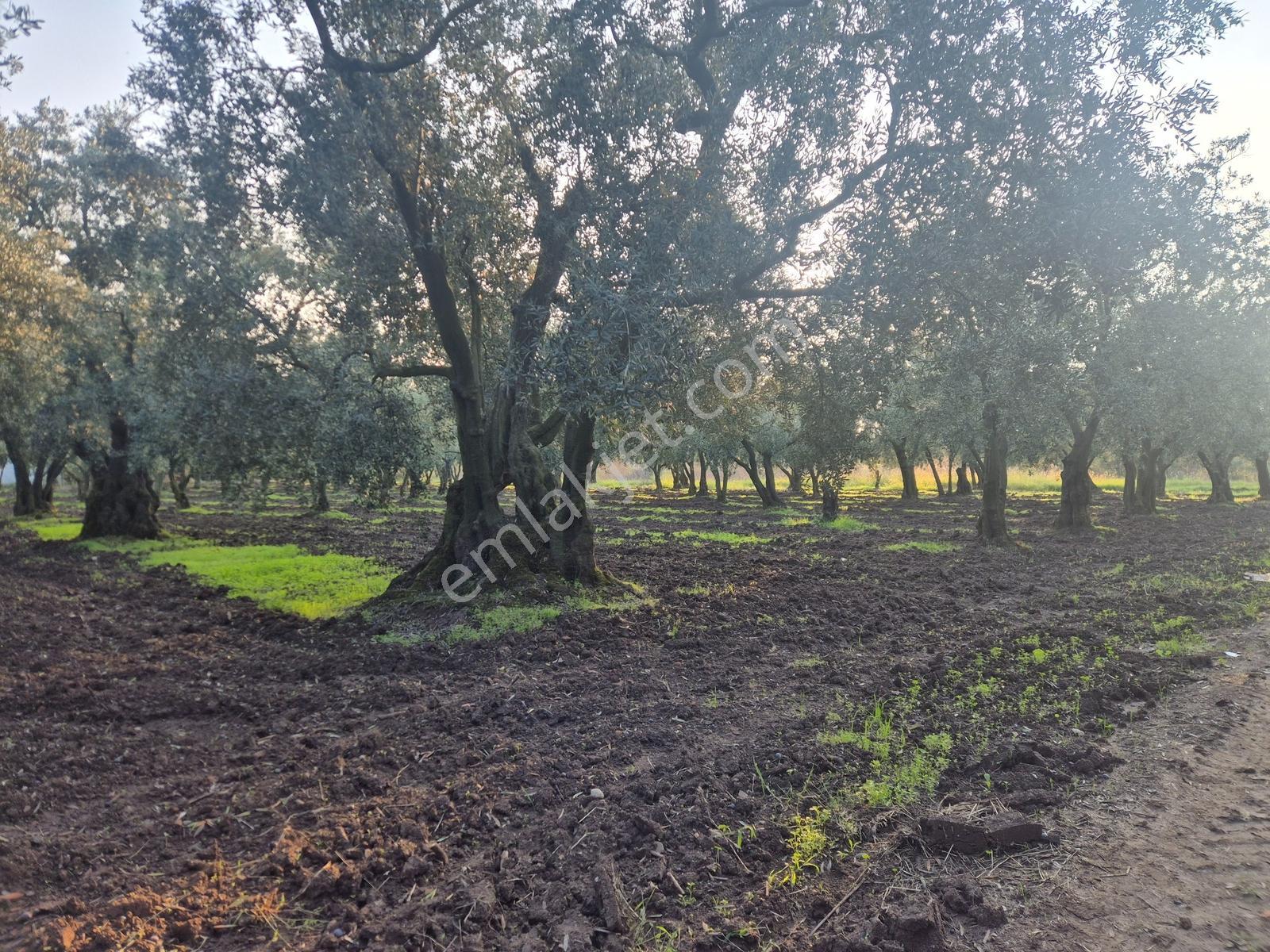 Limax'tan Yeniköy'de Acil Satılık 4.679m² Zeytinlik — fotoğraf 18