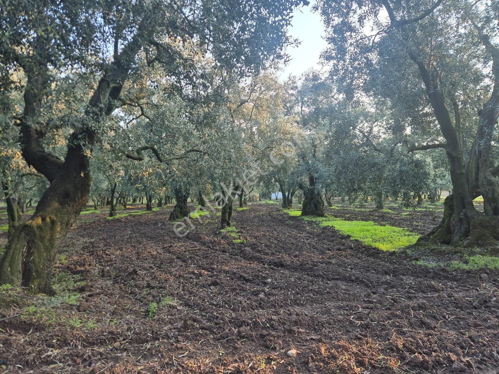 Limax'tan Yeniköy'de Acil Satılık 4.679m² Zeytinlik — fotoğraf 19
