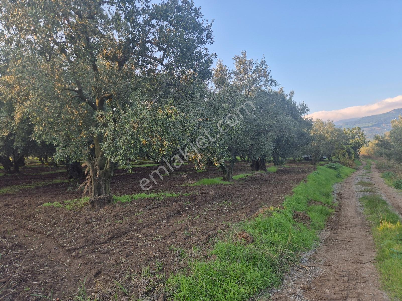 Limax'tan Yeniköy'de Acil Satılık 4.679m² Zeytinlik — fotoğraf 20