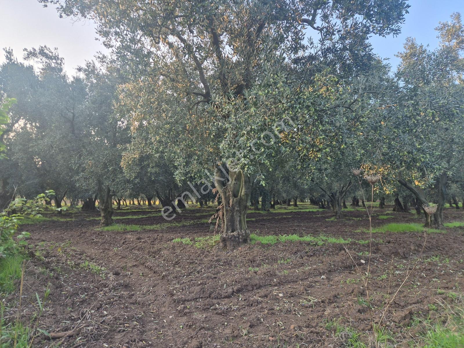 Limax'tan Yeniköy'de Acil Satılık 4.679m² Zeytinlik — fotoğraf 21