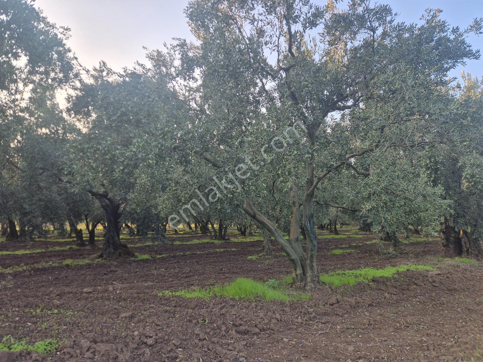 Limax'tan Yeniköy'de Acil Satılık 4.679m² Zeytinlik — fotoğraf 22