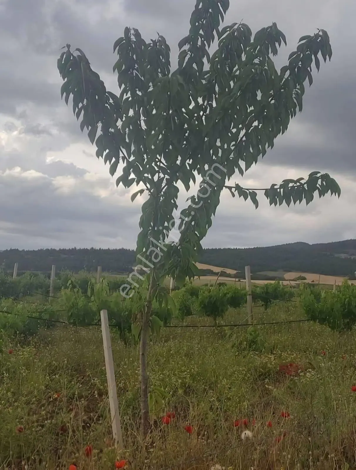 Çal Satılık Bağ