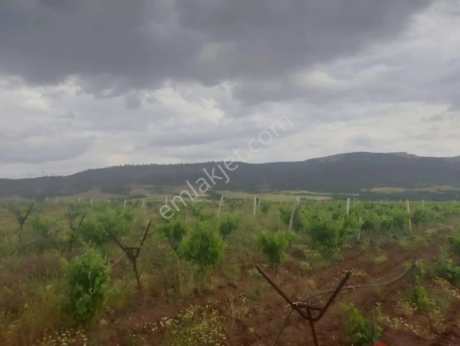 Çal Satılık Bağ — fotoğraf 4