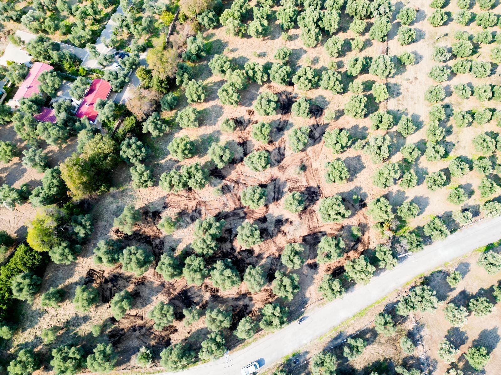 İnci Emlak'tan Tire Merkeze Yakın Hisarlık'ta Satılık Zeytinlik — fotoğraf 2