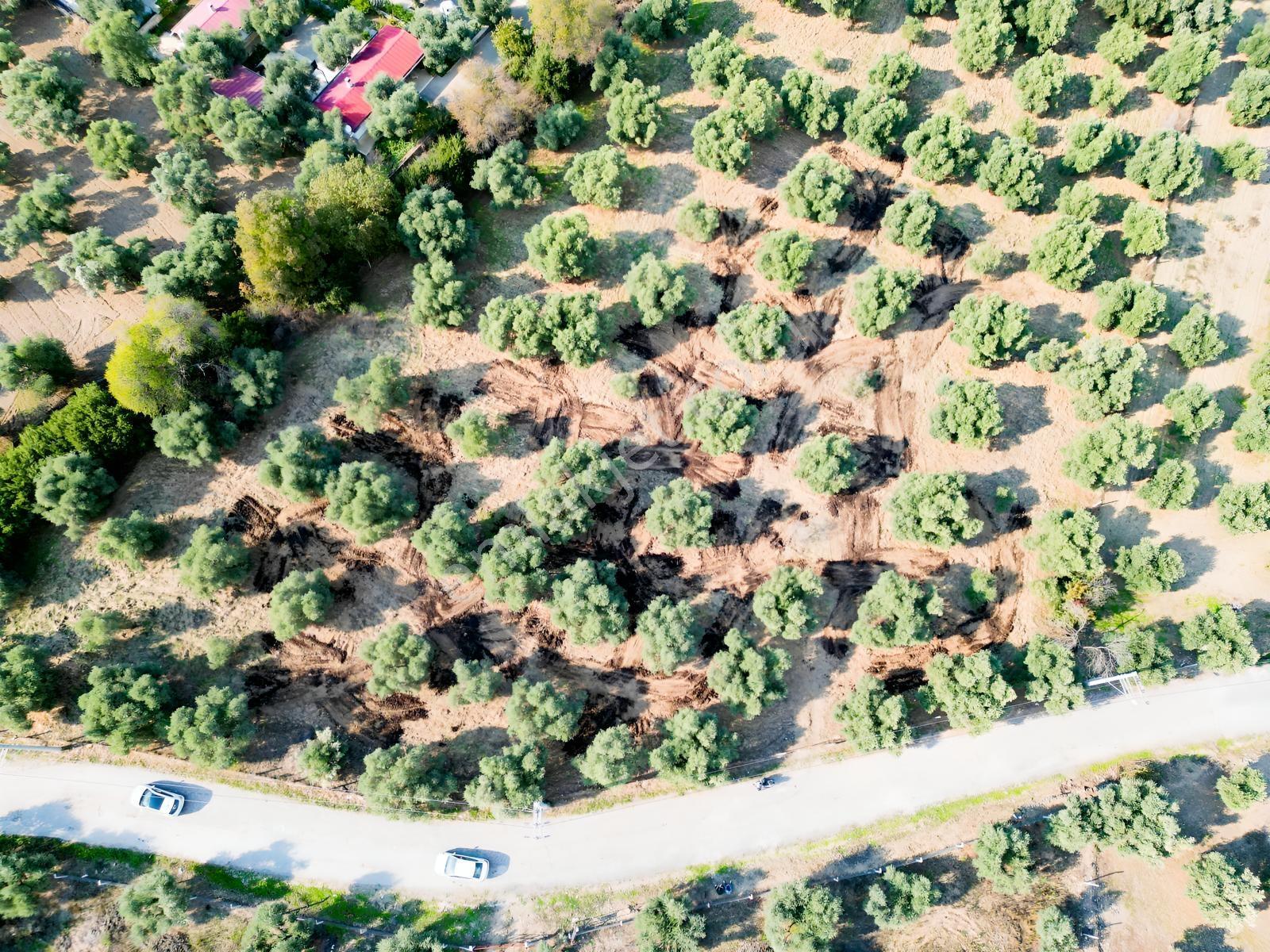 İnci Emlak'tan Tire Merkeze Yakın Hisarlık'ta Satılık Zeytinlik — fotoğraf 4