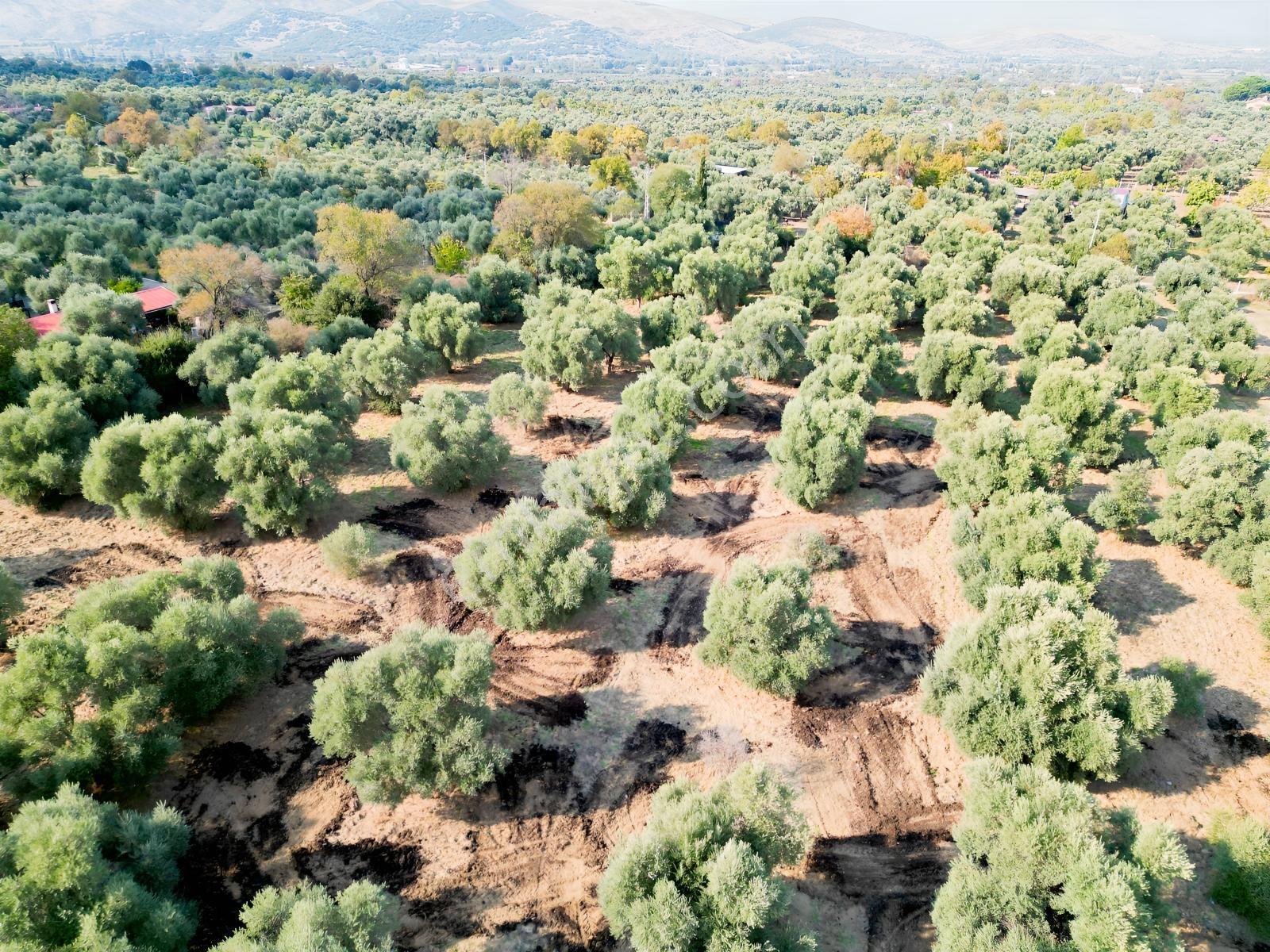 İnci Emlak'tan Tire Merkeze Yakın Hisarlık'ta Satılık Zeytinlik — fotoğraf 7