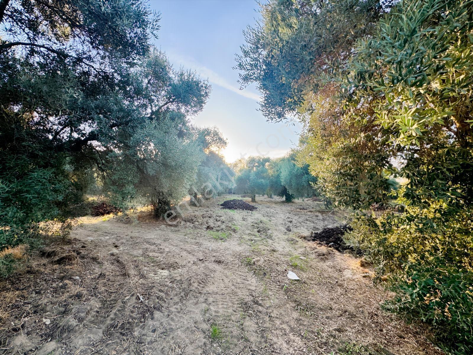 İnci Emlak'tan Tire Merkeze Yakın Hisarlık'ta Satılık Zeytinlik — fotoğraf 9