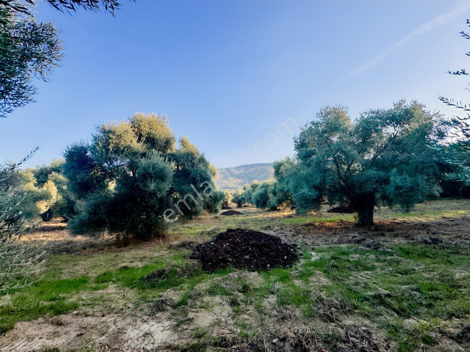 İnci Emlak'tan Tire Merkeze Yakın Hisarlık'ta Satılık Zeytinlik — fotoğraf 21