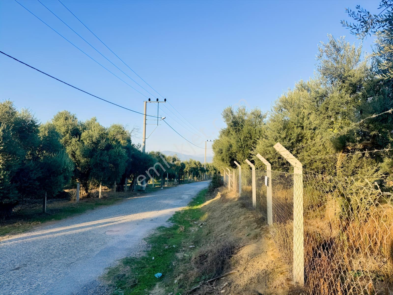 İnci Emlak'tan Tire Merkeze Yakın Hisarlık'ta Satılık Zeytinlik — fotoğraf 25