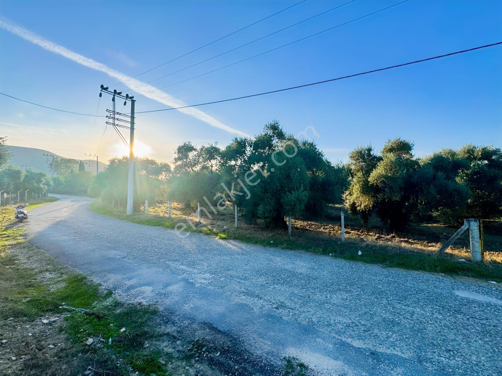 İnci Emlak'tan Tire Merkeze Yakın Hisarlık'ta Satılık Zeytinlik — fotoğraf 27
