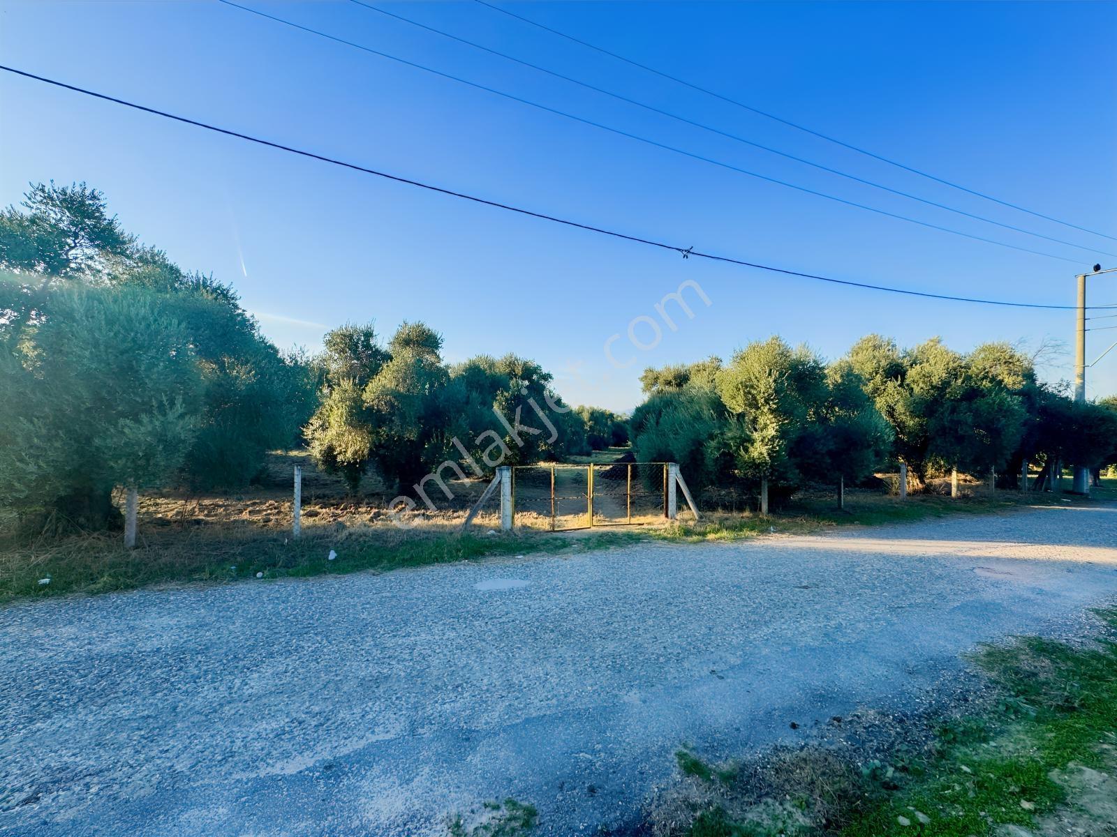 İnci Emlak'tan Tire Merkeze Yakın Hisarlık'ta Satılık Zeytinlik — fotoğraf 28