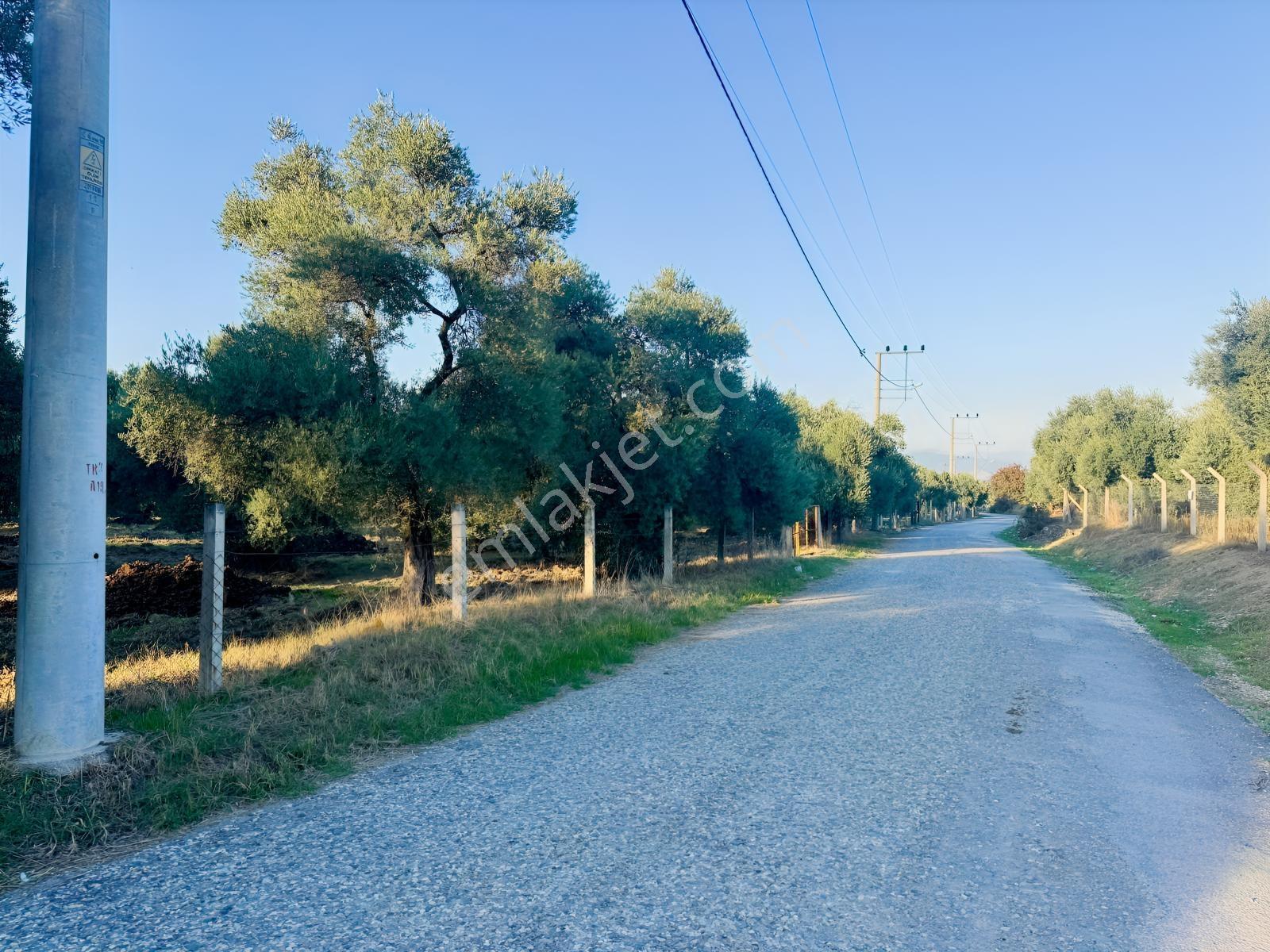 İnci Emlak'tan Tire Merkeze Yakın Hisarlık'ta Satılık Zeytinlik — fotoğraf 29