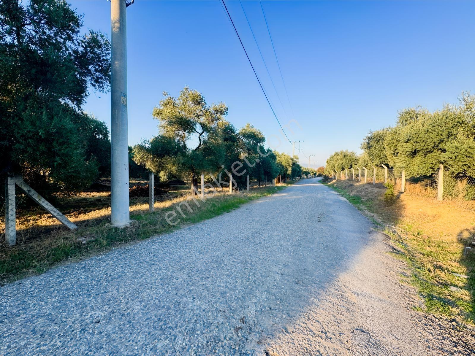 İnci Emlak'tan Tire Merkeze Yakın Hisarlık'ta Satılık Zeytinlik — fotoğraf 30