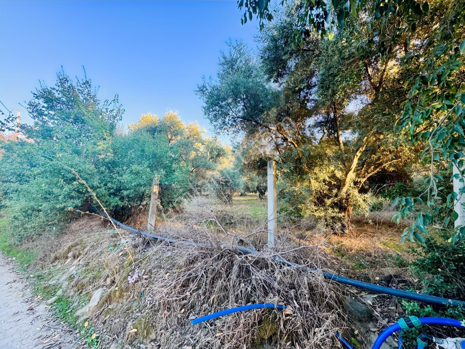 İnci Emlak'tan Tire Merkeze Yakın Hisarlık'ta Satılık Zeytinlik — fotoğraf 31