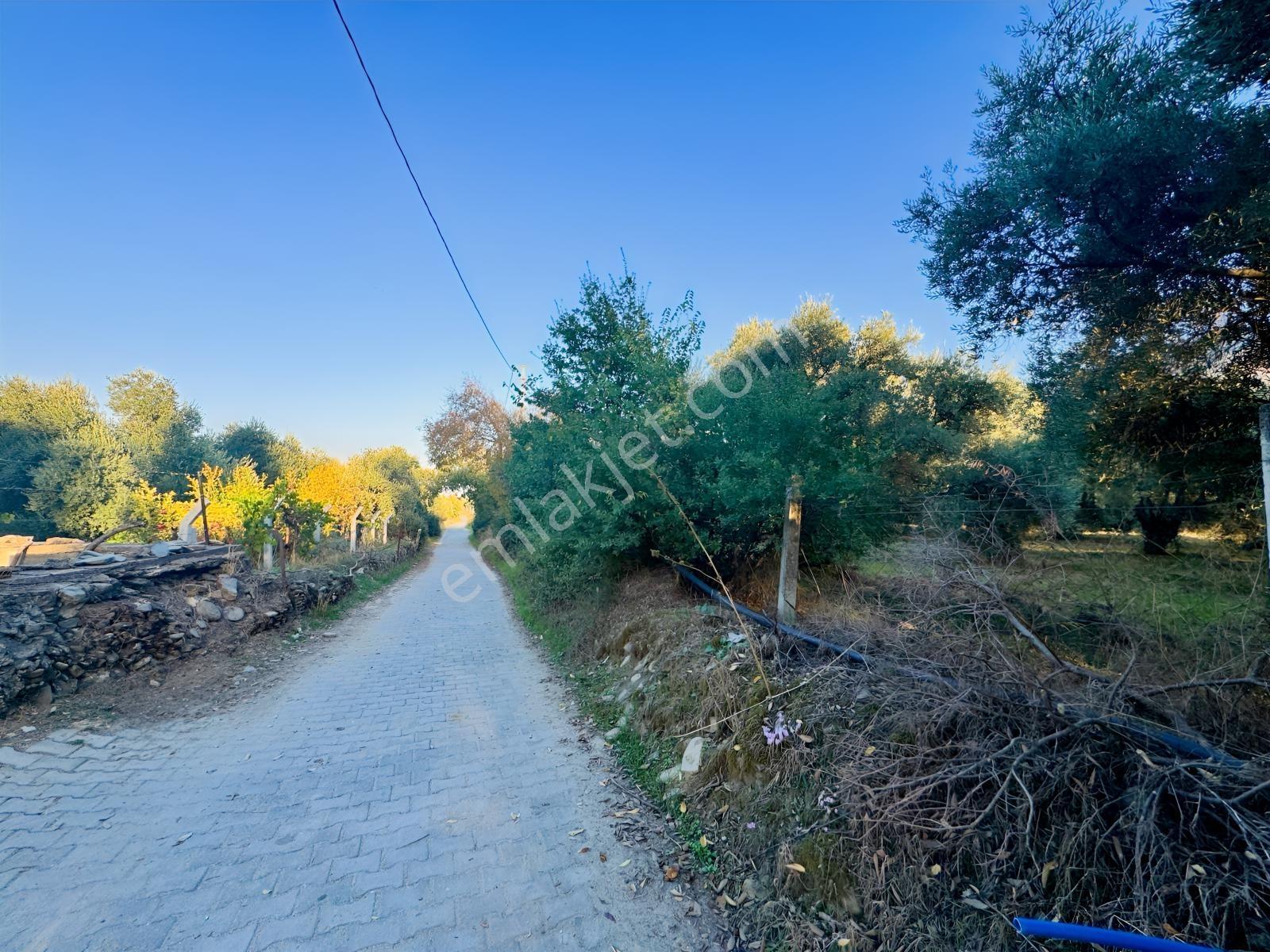İnci Emlak'tan Tire Merkeze Yakın Hisarlık'ta Satılık Zeytinlik — fotoğraf 32