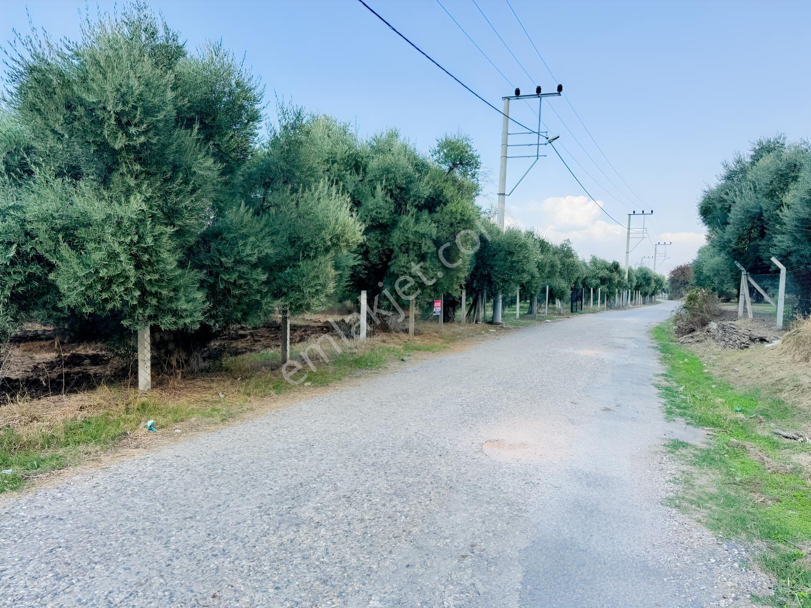 İnci Emlak'tan Tire Merkeze Yakın Hisarlık'ta Satılık Zeytinlik — fotoğraf 34