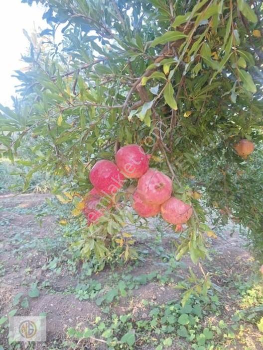 Oğuzeli Kurtuluş Kupon Arazi — fotoğraf 4