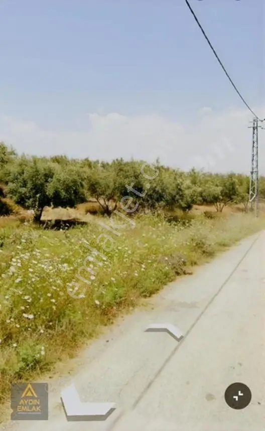 Aydın Emlakta İncirğediği Zeytinlik Bahçe 1880m2*köyiçi — fotoğraf 2