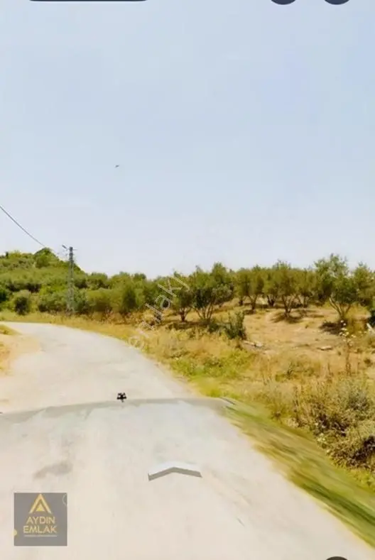 Aydın Emlakta İncirğediği Zeytinlik Bahçe 1880m2*köyiçi — fotoğraf 4