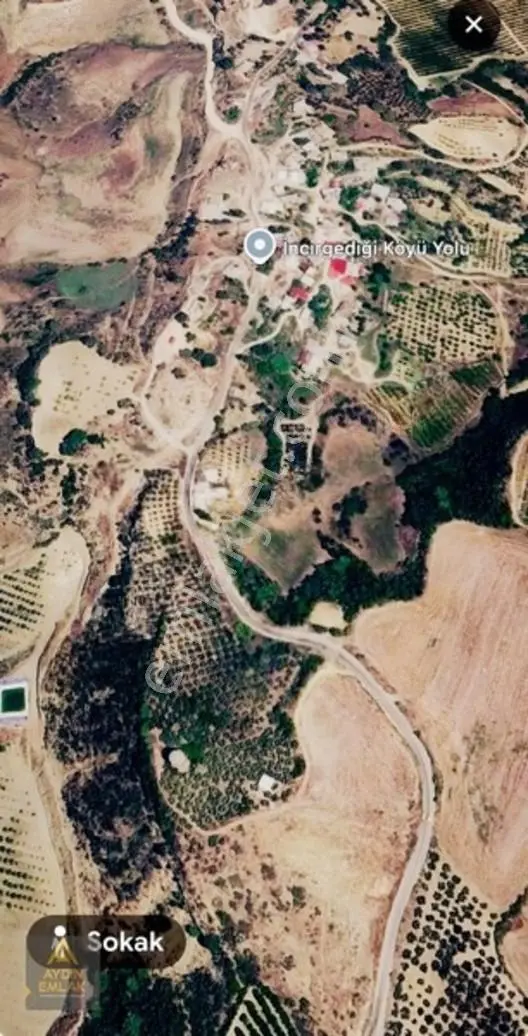 Aydın Emlakta İncirğediği Zeytinlik Bahçe 1880m2*köyiçi — fotoğraf 14