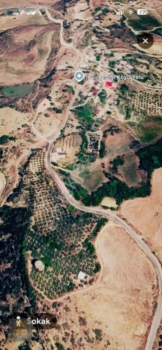 Aydın Emlakta İncirğediği Zeytinlik Bahçe 1880m2*köyiçi — fotoğraf 15