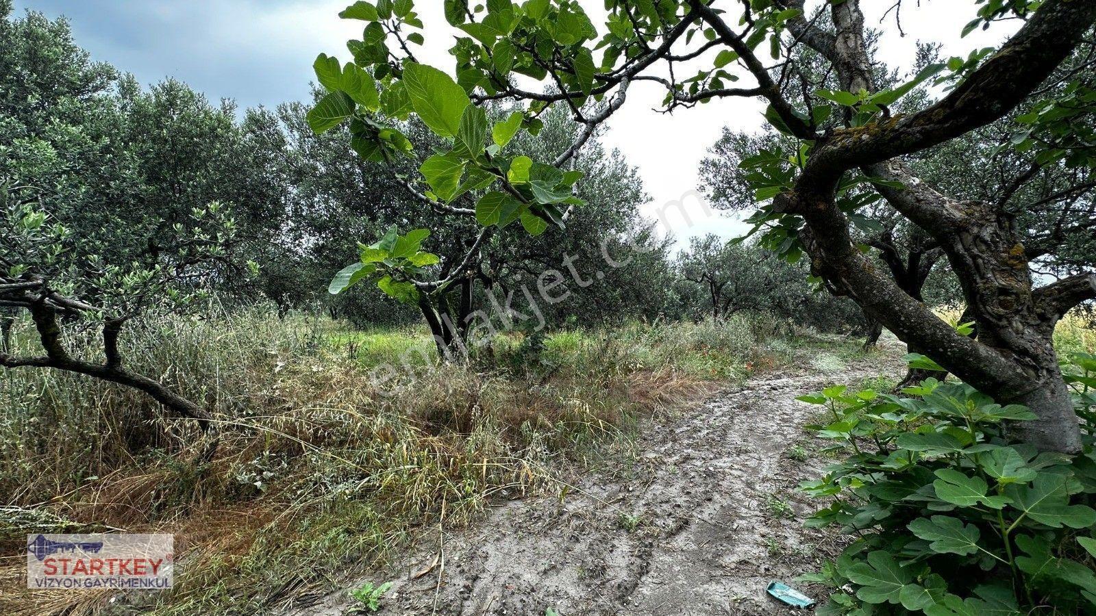Akhisar Aziosb Tam Karşısı Harika Konumda Asfalt Üstü 1350m2 — fotoğraf 3